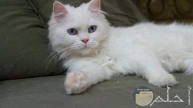 صور قطط بيضاء