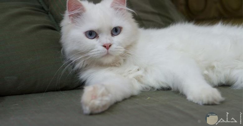 صور قطط بيضاء