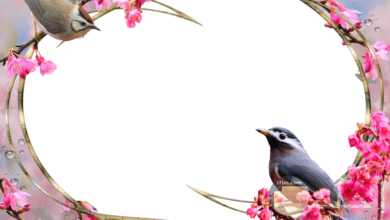 اطار صورة مزين بالعصافير و الورد و بخلفية شفافة.