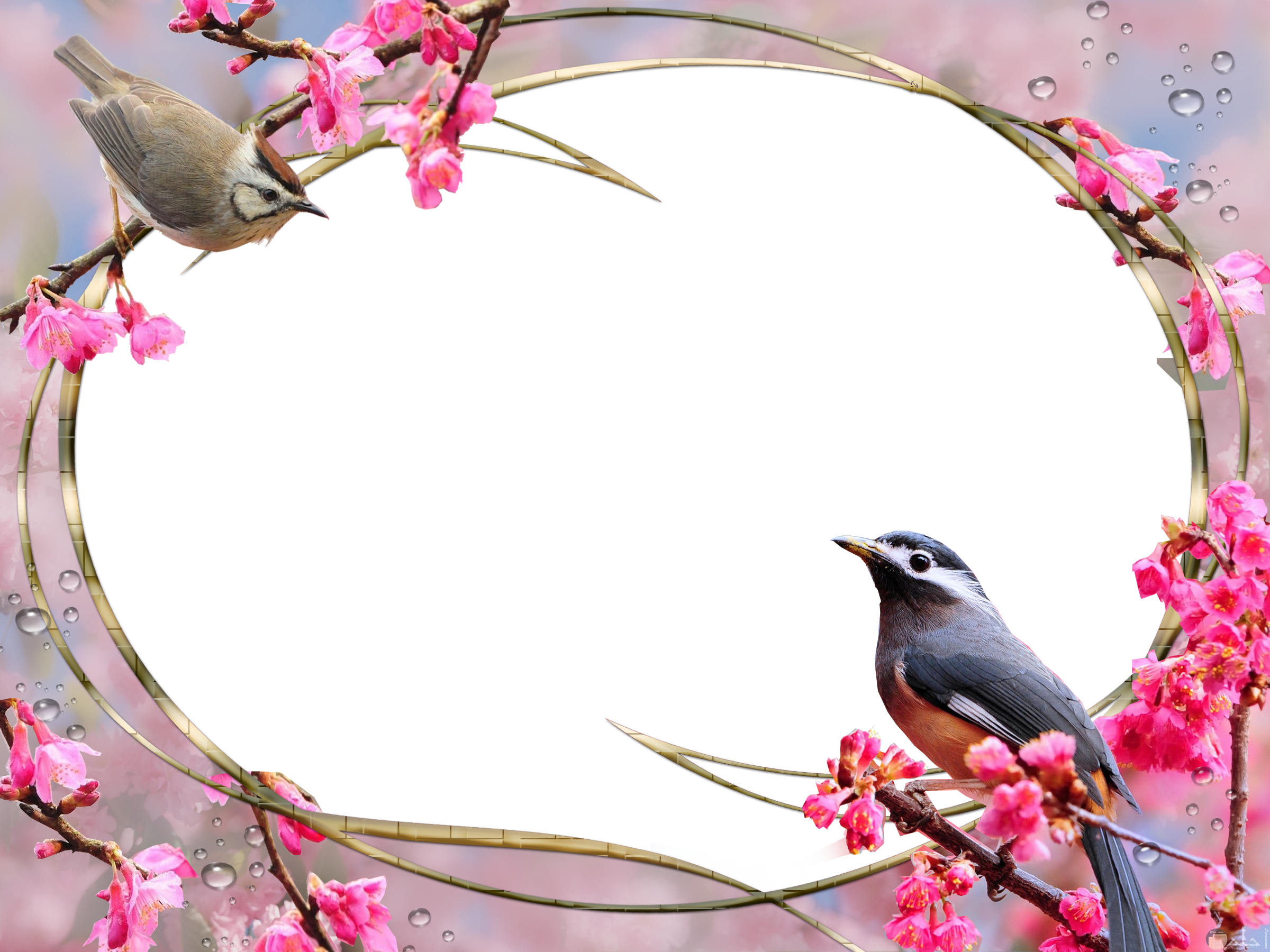 اطار صورة مزين بالعصافير و الورد.