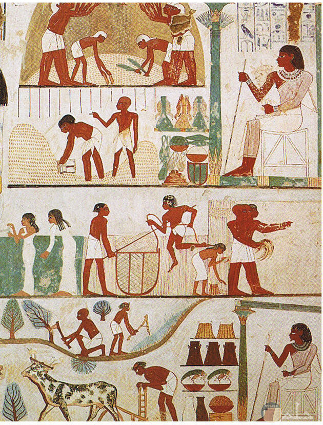 رسومات فرعونية للزراعة و حيات الفلاح المصري القديم.