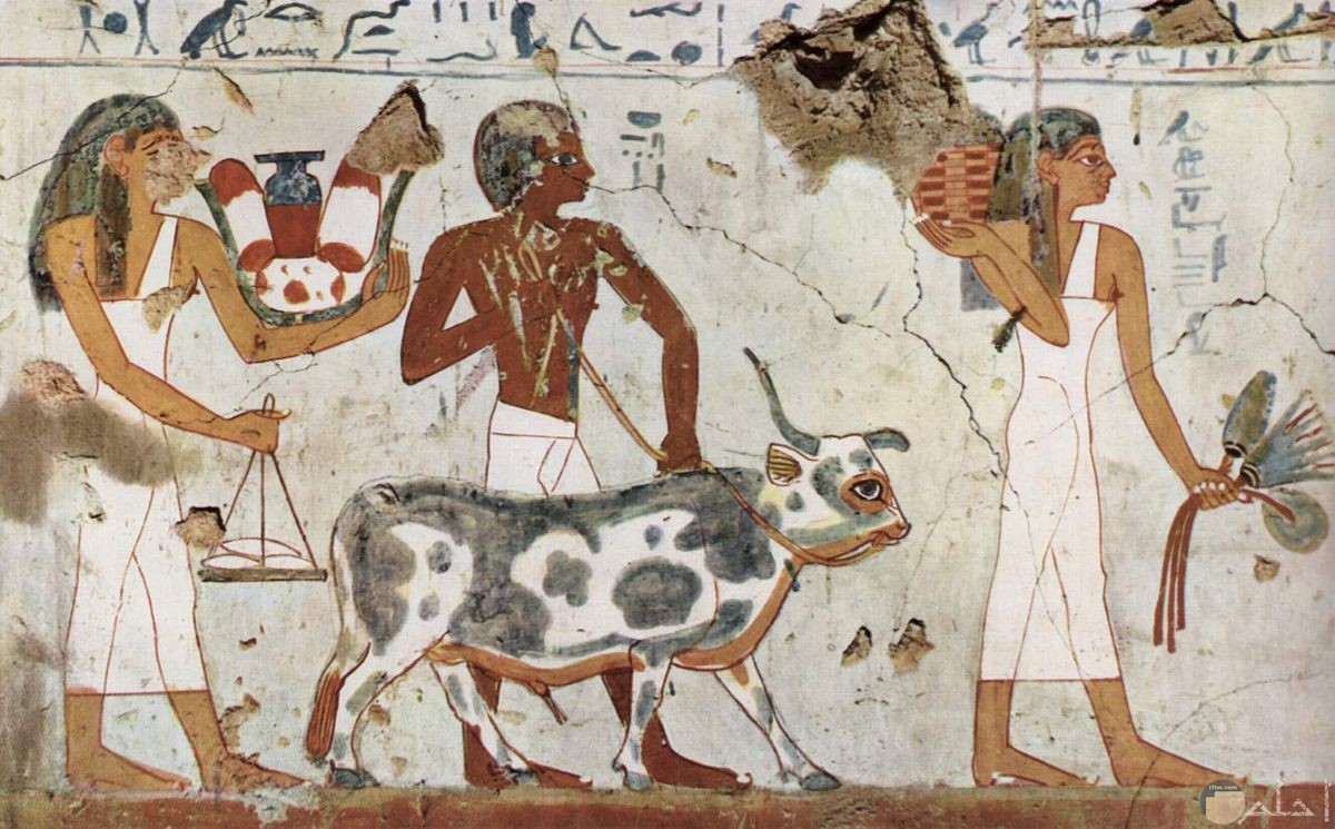 رسمة فرعونية للفلاح الفرعوني القديم مع بقرة و يحرث الأرض.