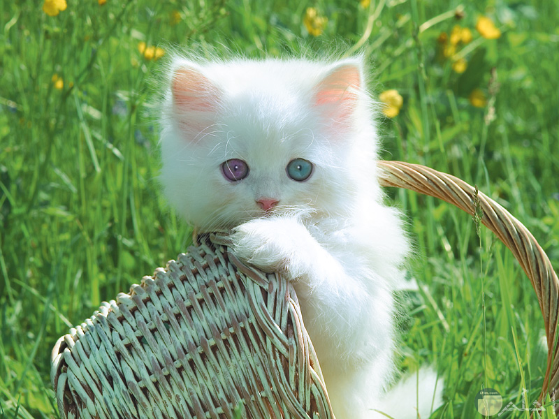 قطة بيضاء في سبت