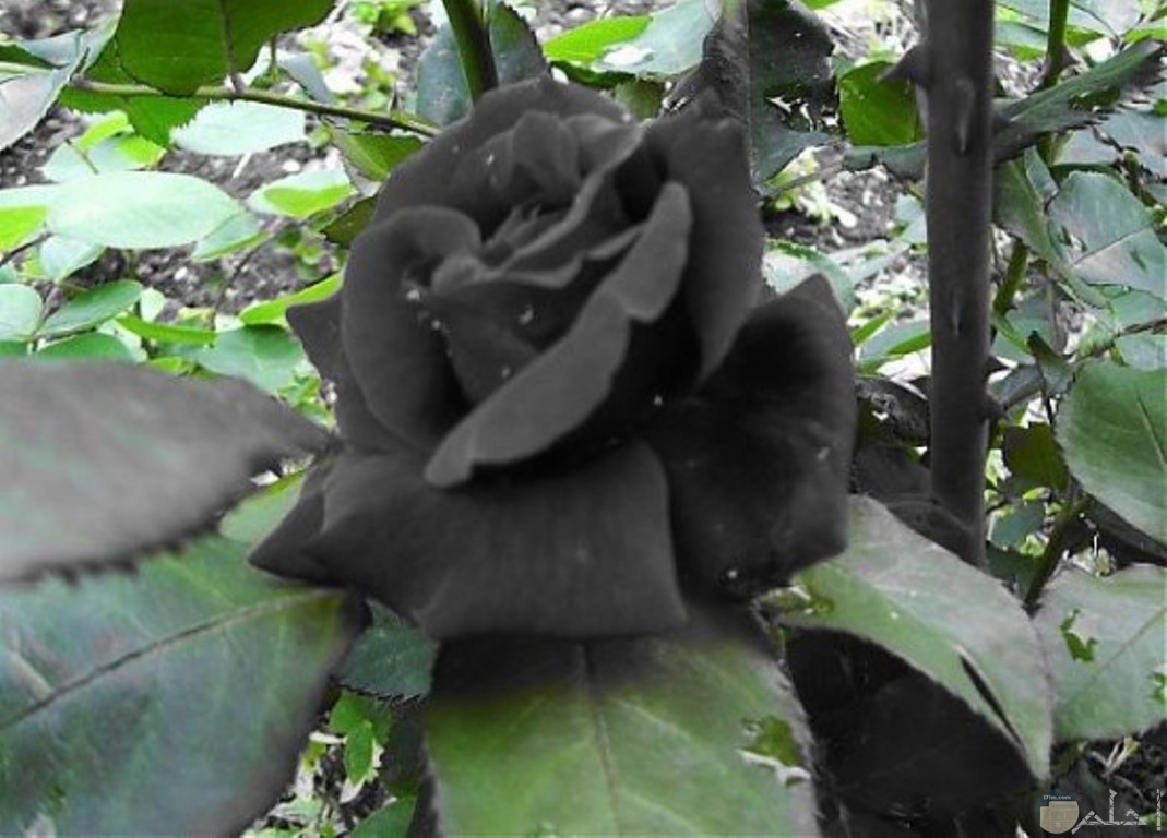 الزهور السوداء نادرة جدا