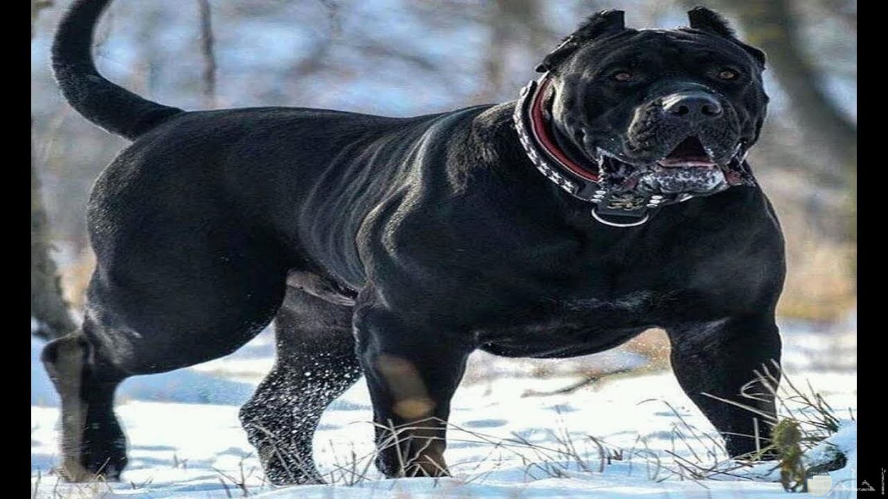 صورة كلب قوى ضخم أسود اللون.