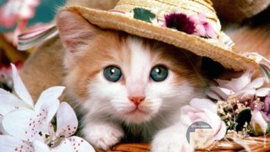 قطة كيوت و جميلة ترتدي قبعة و محاطة بالورد.