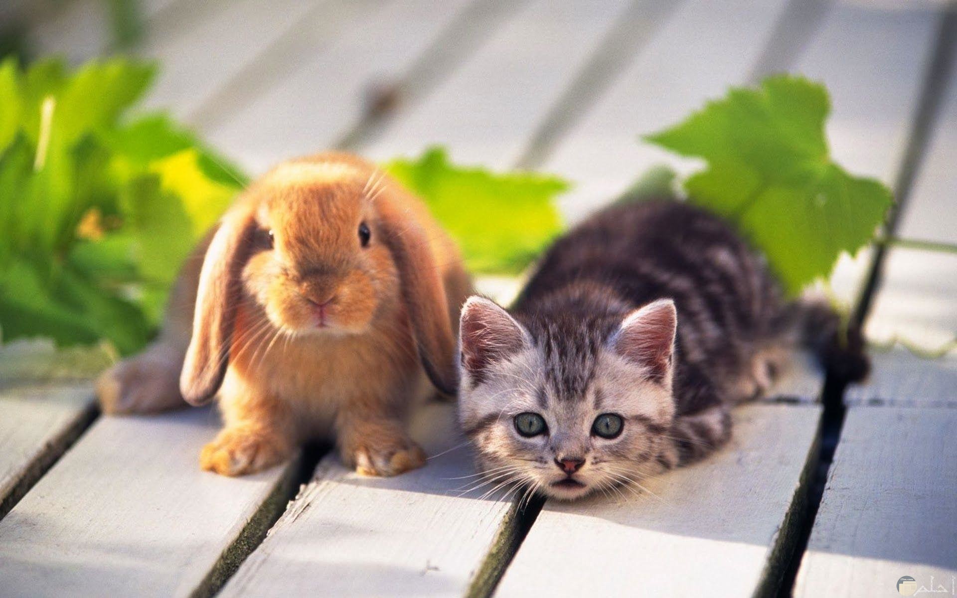 صورة قطة مع أرنب صغير.