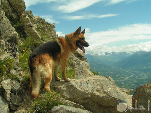 كلب جيرمين يقف فوق الجبل.