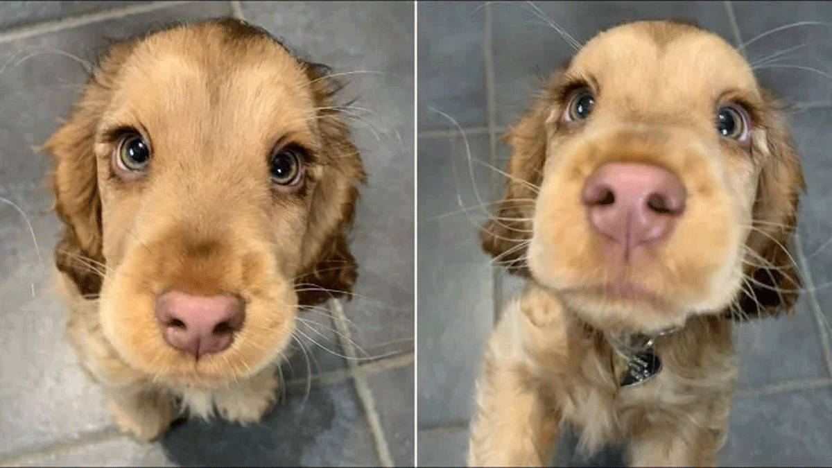 صورة كلب جرو ذو عيون عسلية.