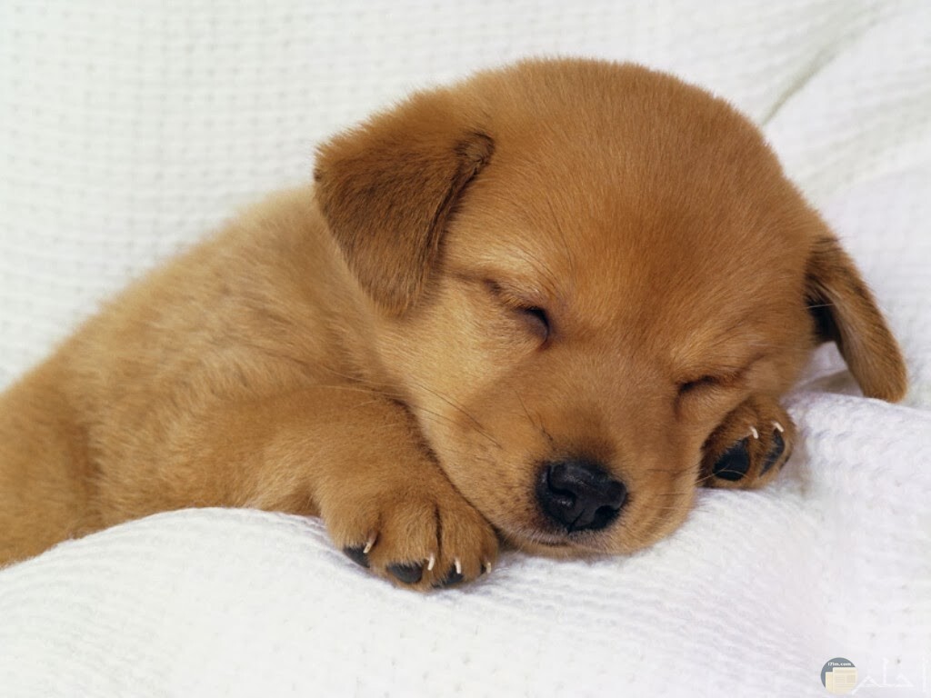 صورة كلب جرو بنى اللون كأنه ينام.