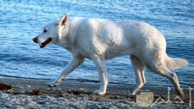 كلب بفروة بيضاء