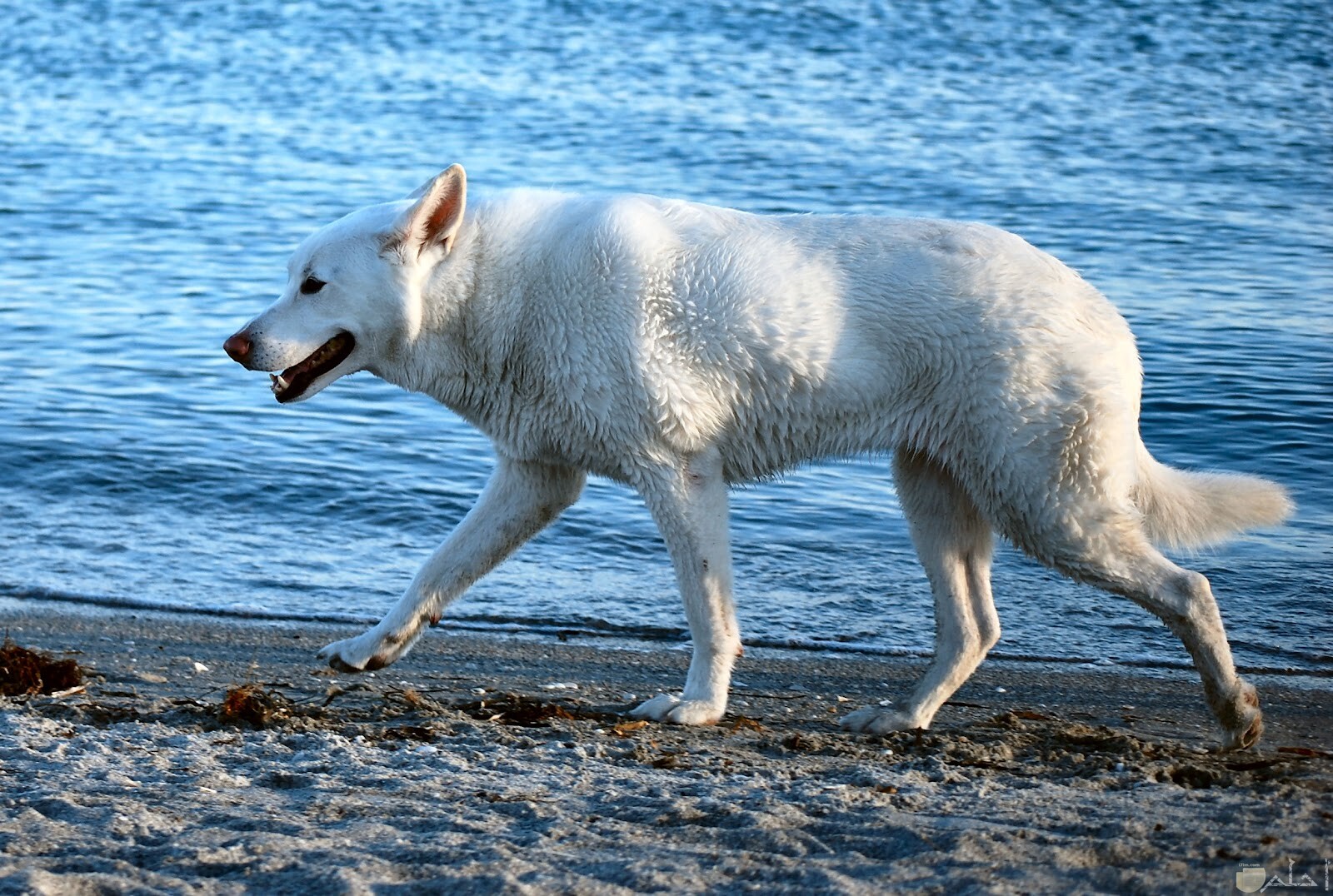 كلب بفروة بيضاء