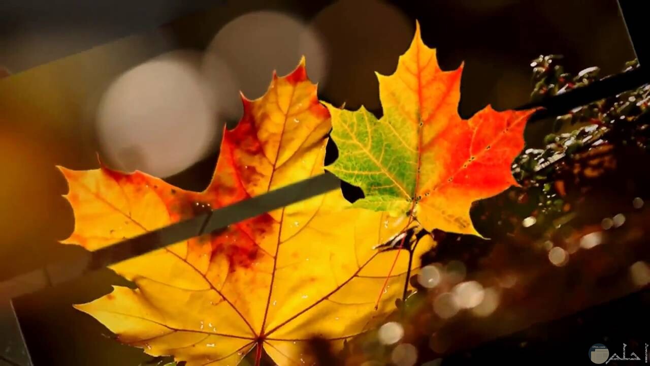أوراق الشجر في فصل الخريف مع قطرات الندى.
