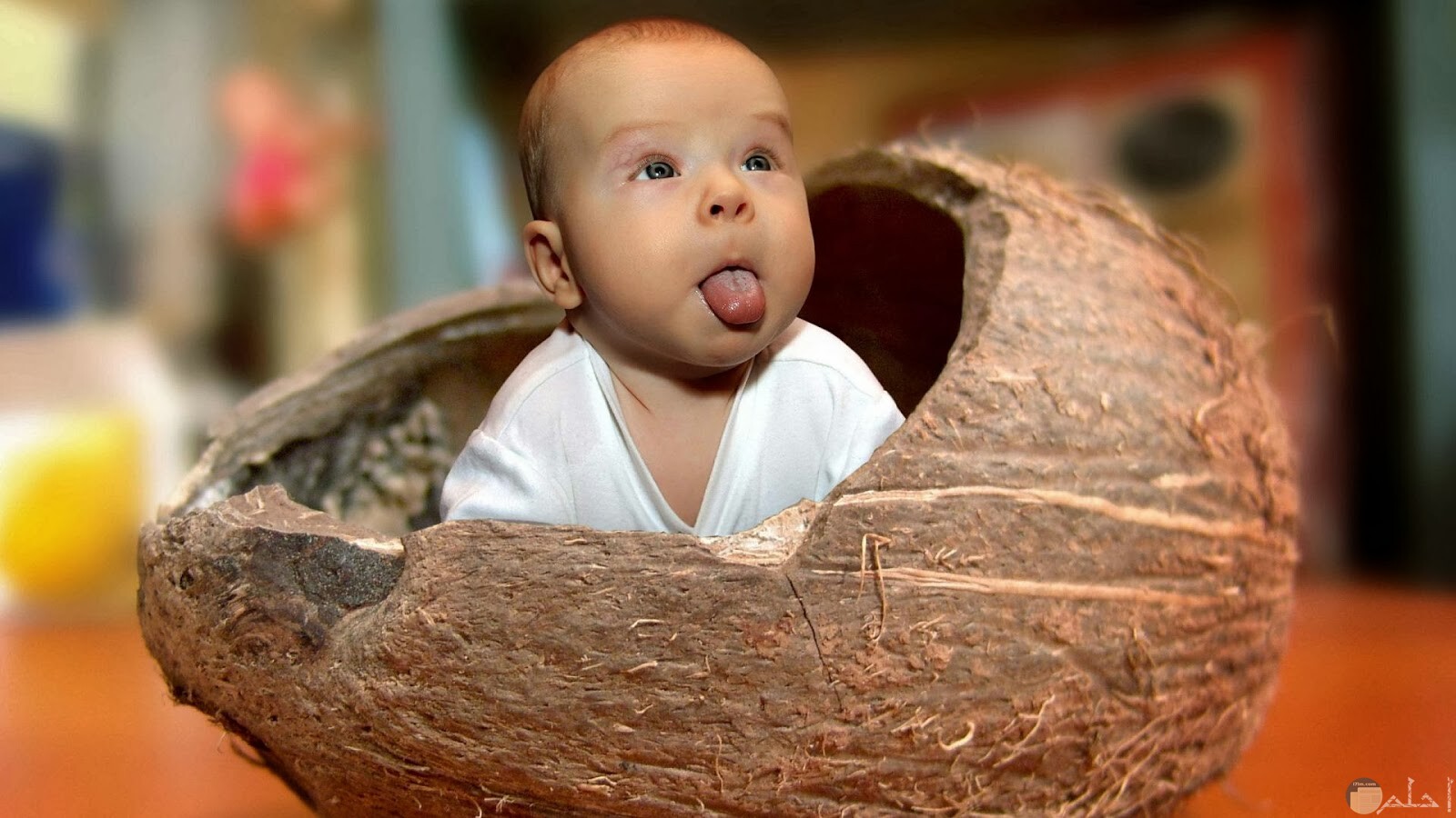 صورة طفل داخل ثمرة جوز الهند.