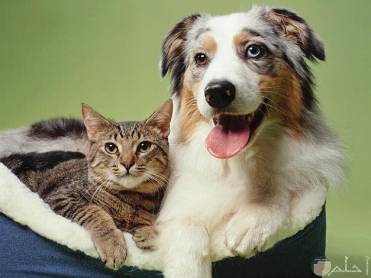 صورة صداقة بين كلب و قطة معاً.