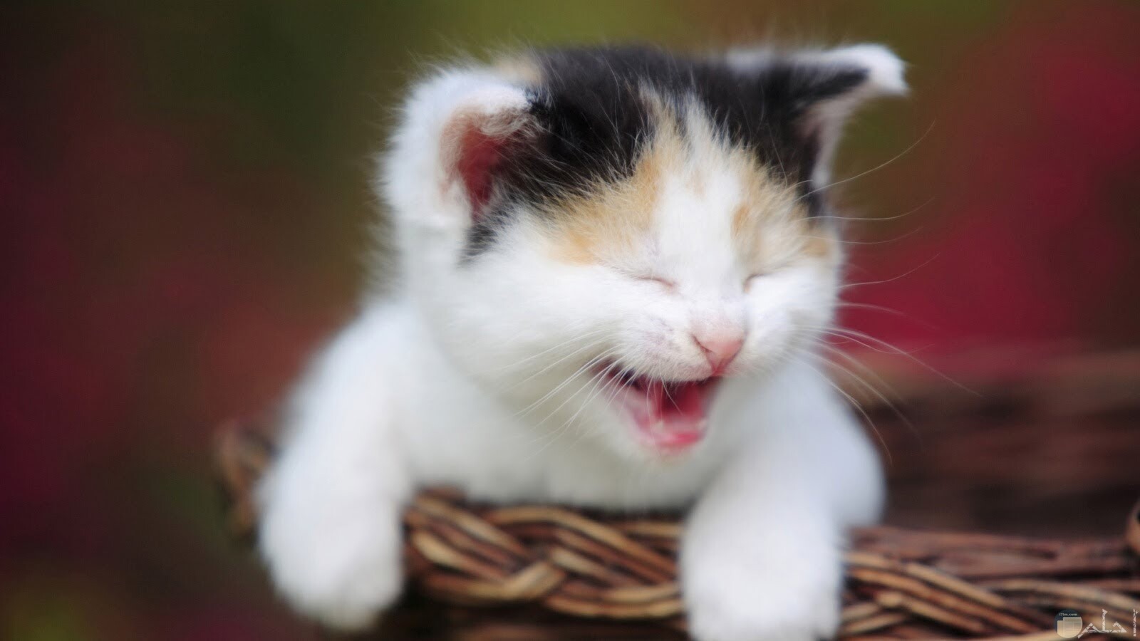 صورة قطة تضحك.