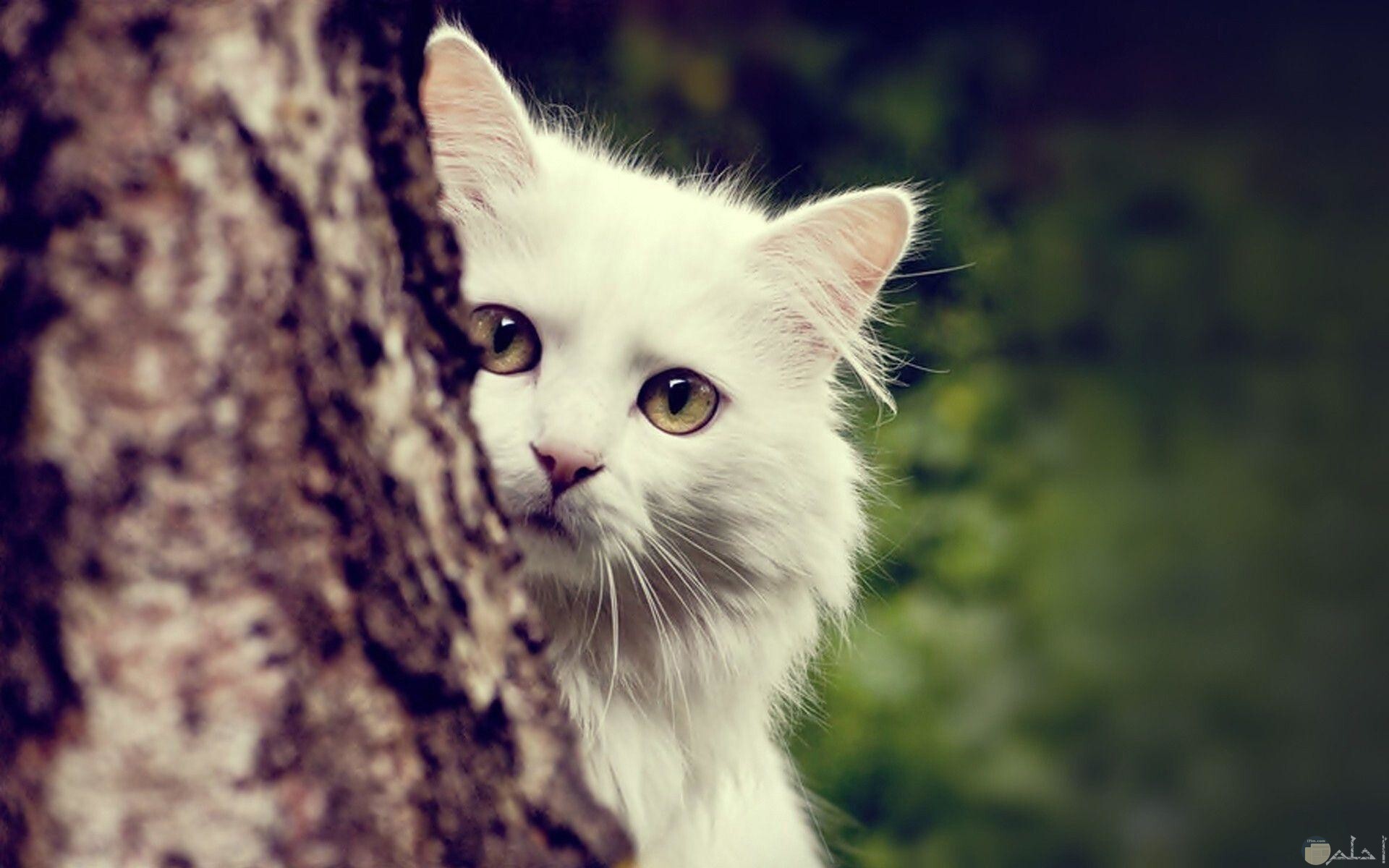 قطة تختبأ خلف شجرة.