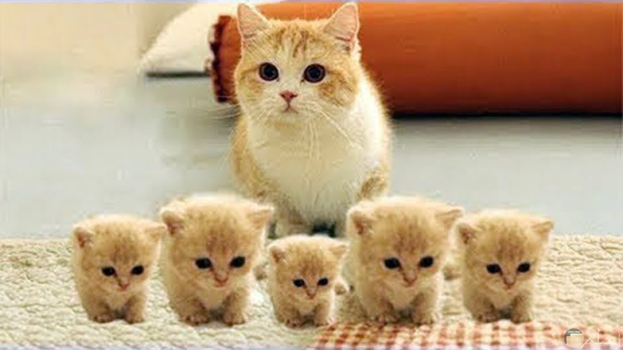قطة جميلة و أولادها الخمسة.