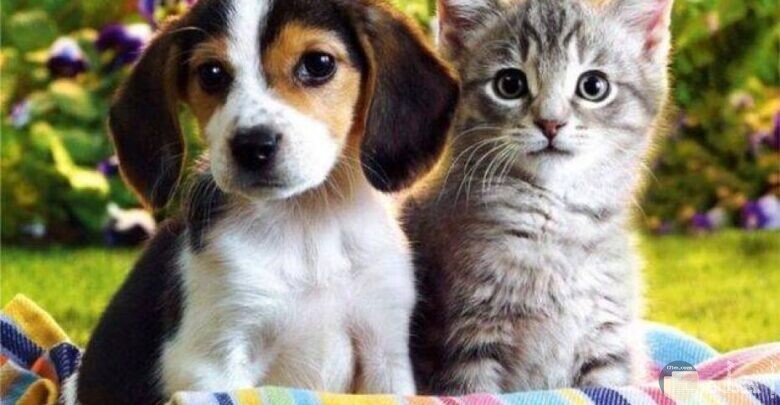 قطة مع كلب و نظرة موحدة.