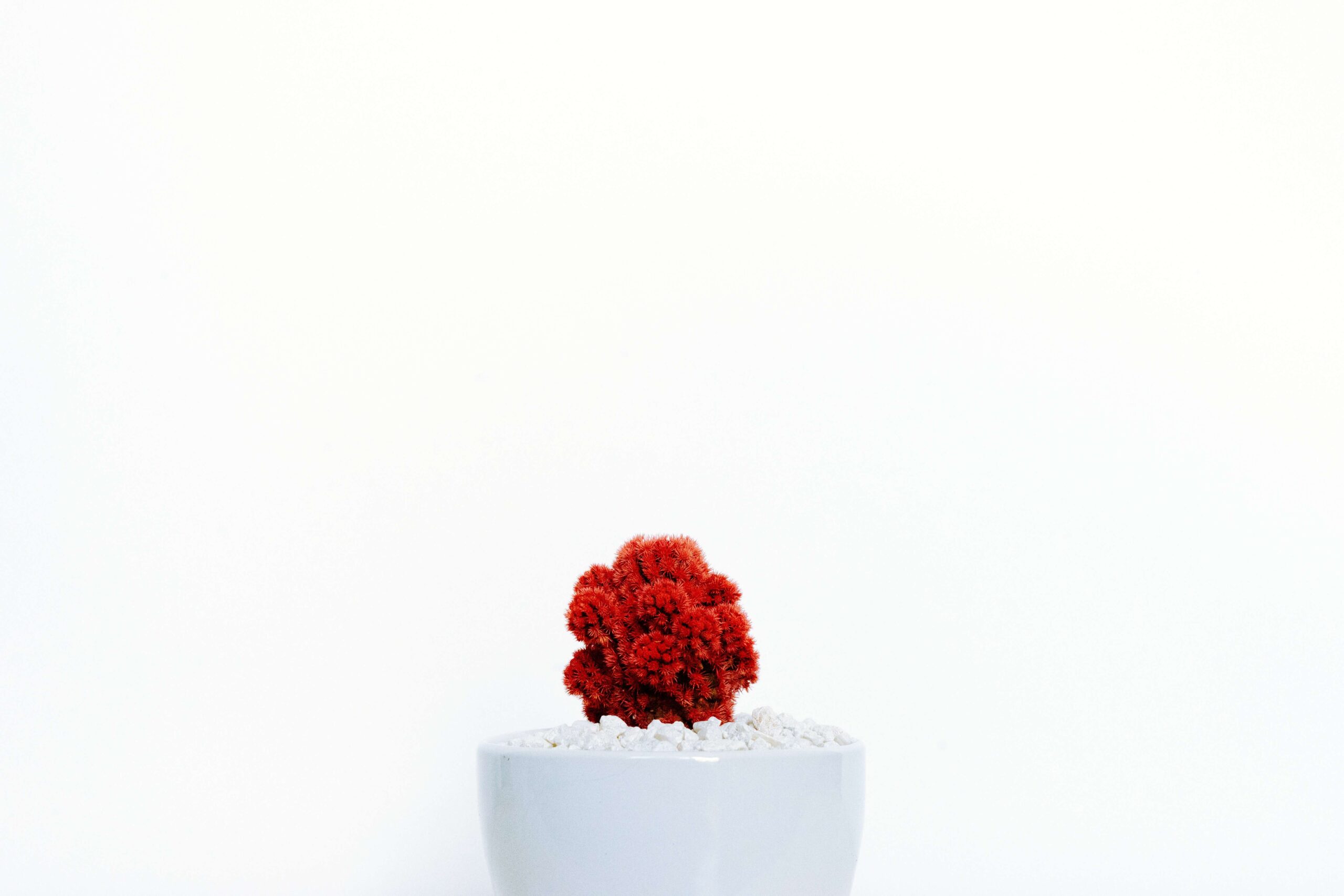 صورة فيها وردة حمراء مع خلفية بيضاء