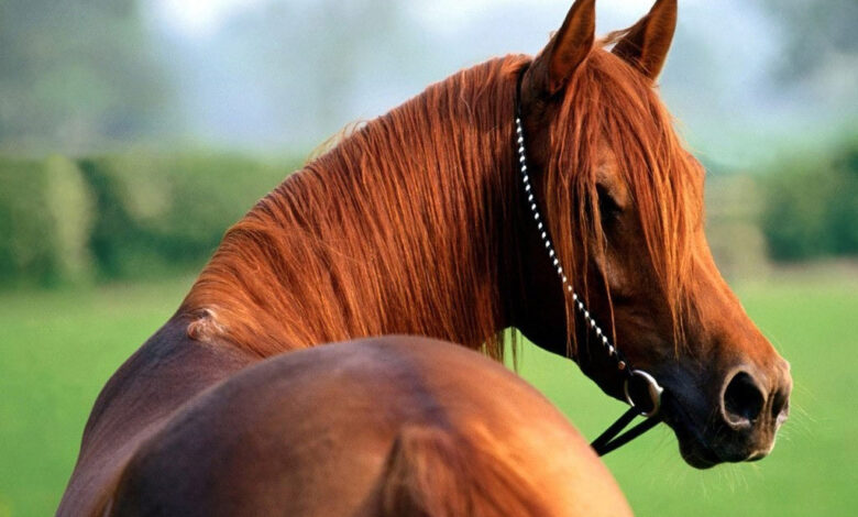 حصان بني جميل ينظر للخلف