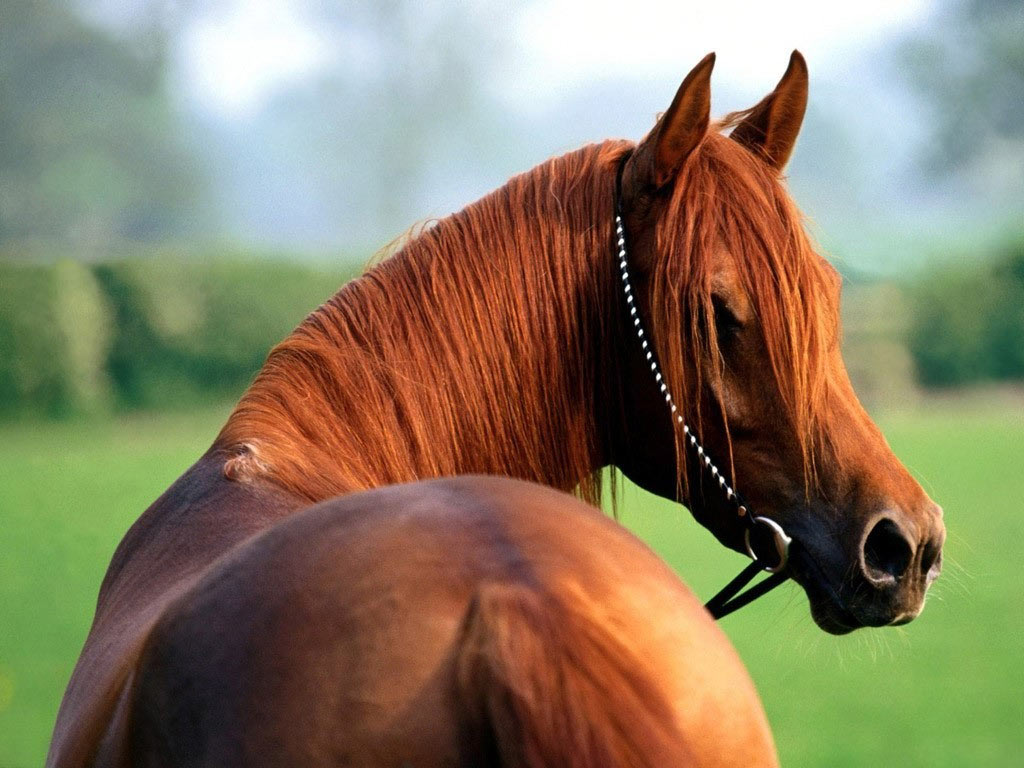 حصان بني جميل ينظر للخلف