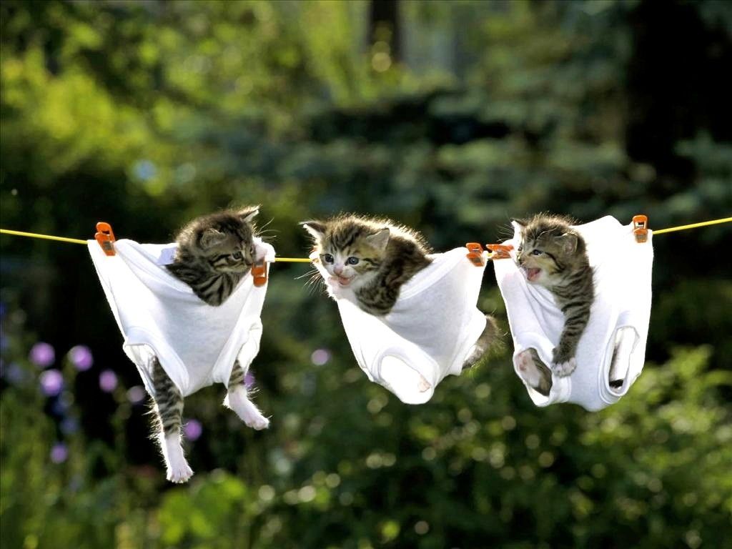 صورة مضحكة لقطط علي حبل الغسيل