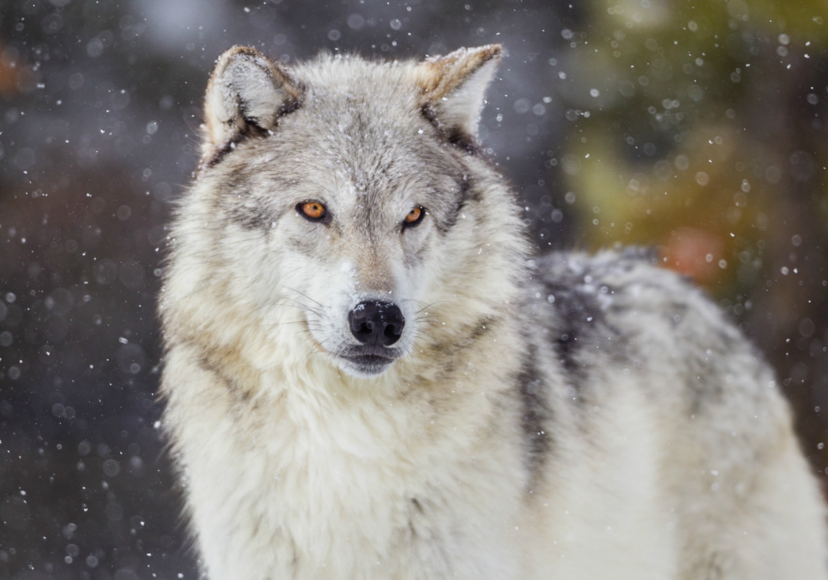 صورة لذئب أبيض يتساقط عليه الثلج
