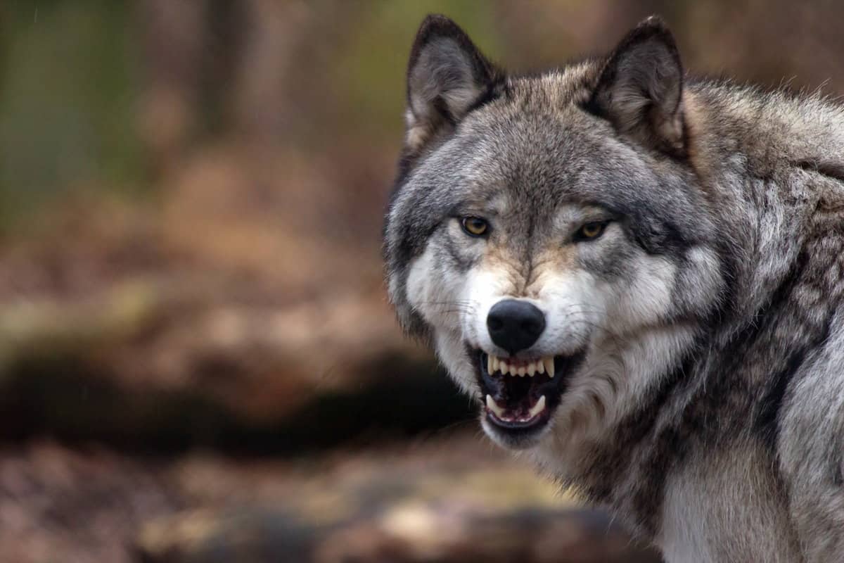 ذئب شرس ينظر بغضب