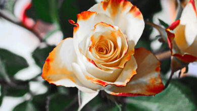 وردة أبيض وبرتقالي جميلة