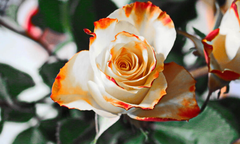 وردة أبيض وبرتقالي جميلة