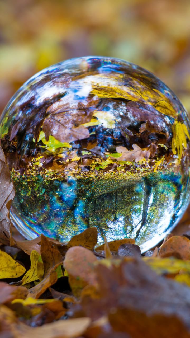 صورة كرة زجاجية بها أشجار ونباتات