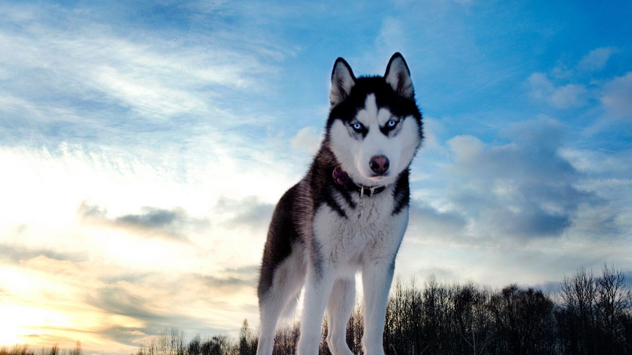 صورة لكلب هاسكي وخلفية غيوم في السماء