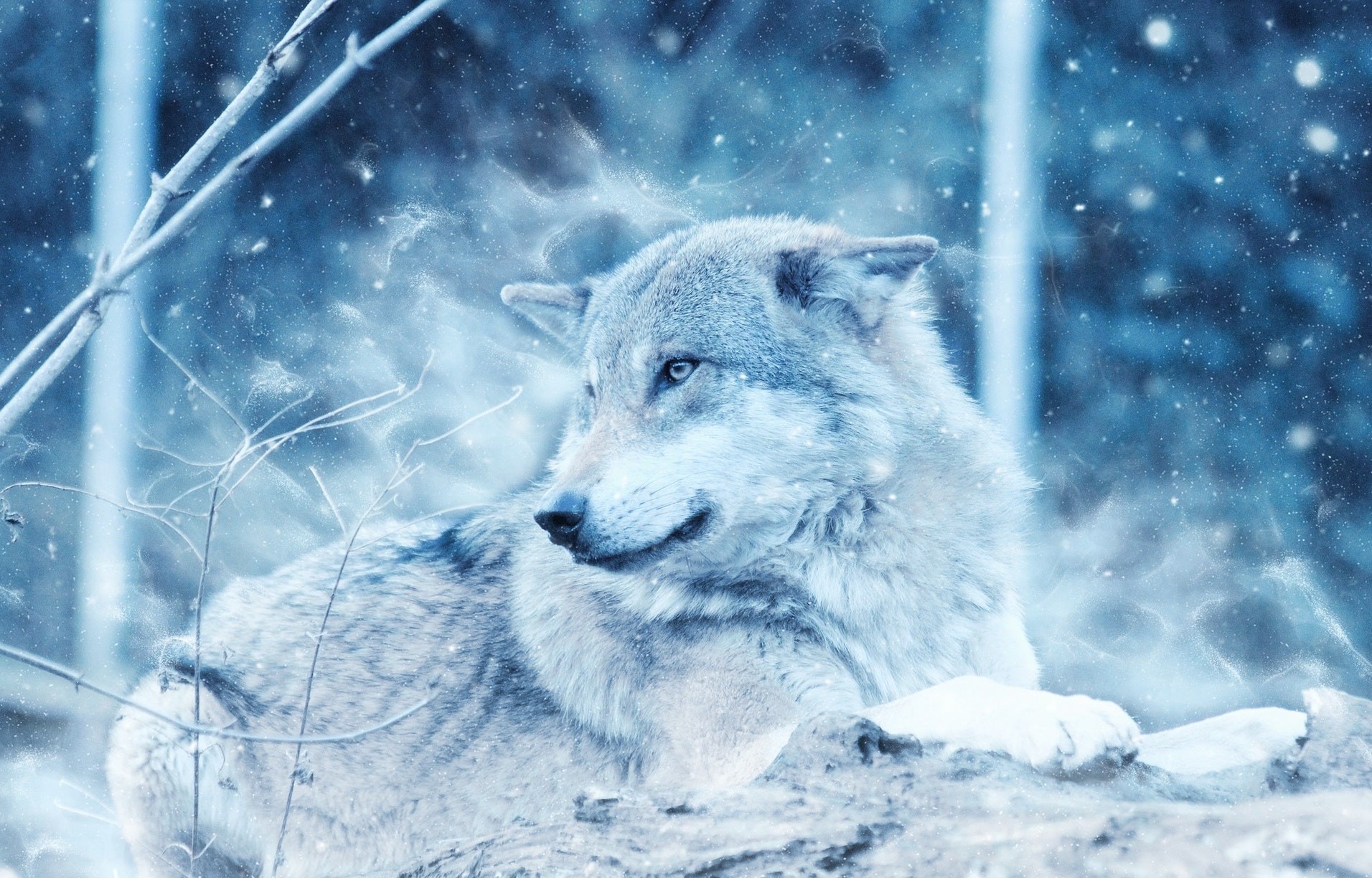 ذئب أبيض تتساقط علي حبات الثلج