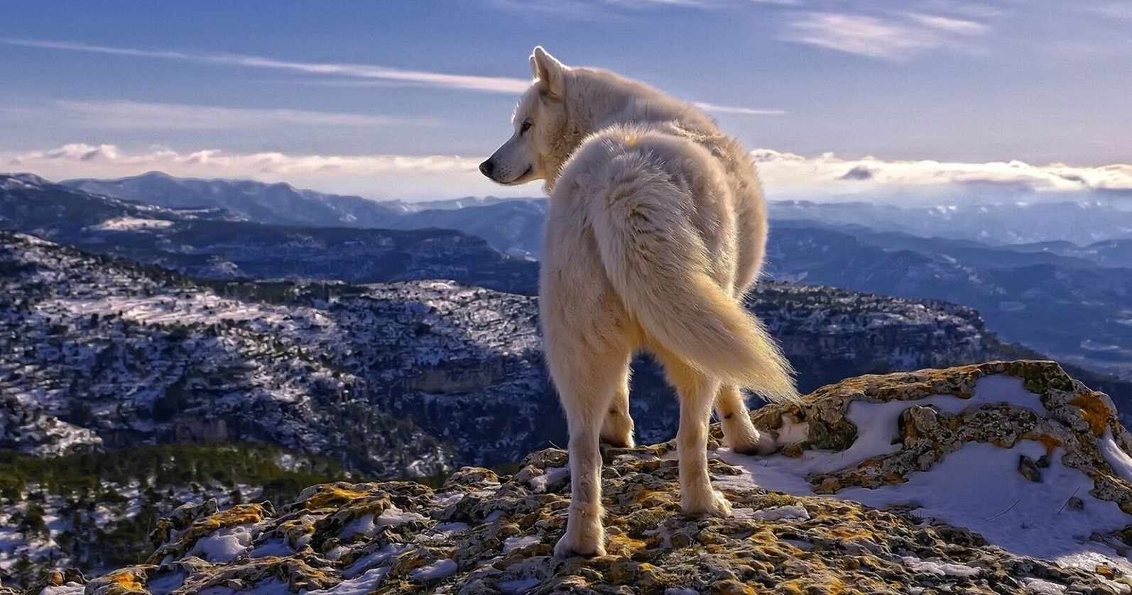 ذئب أبيض اللون واقف علي قمة الجبل