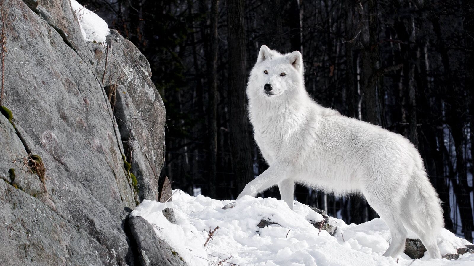 ذئب شديد البياض واقف فوق الثلوج