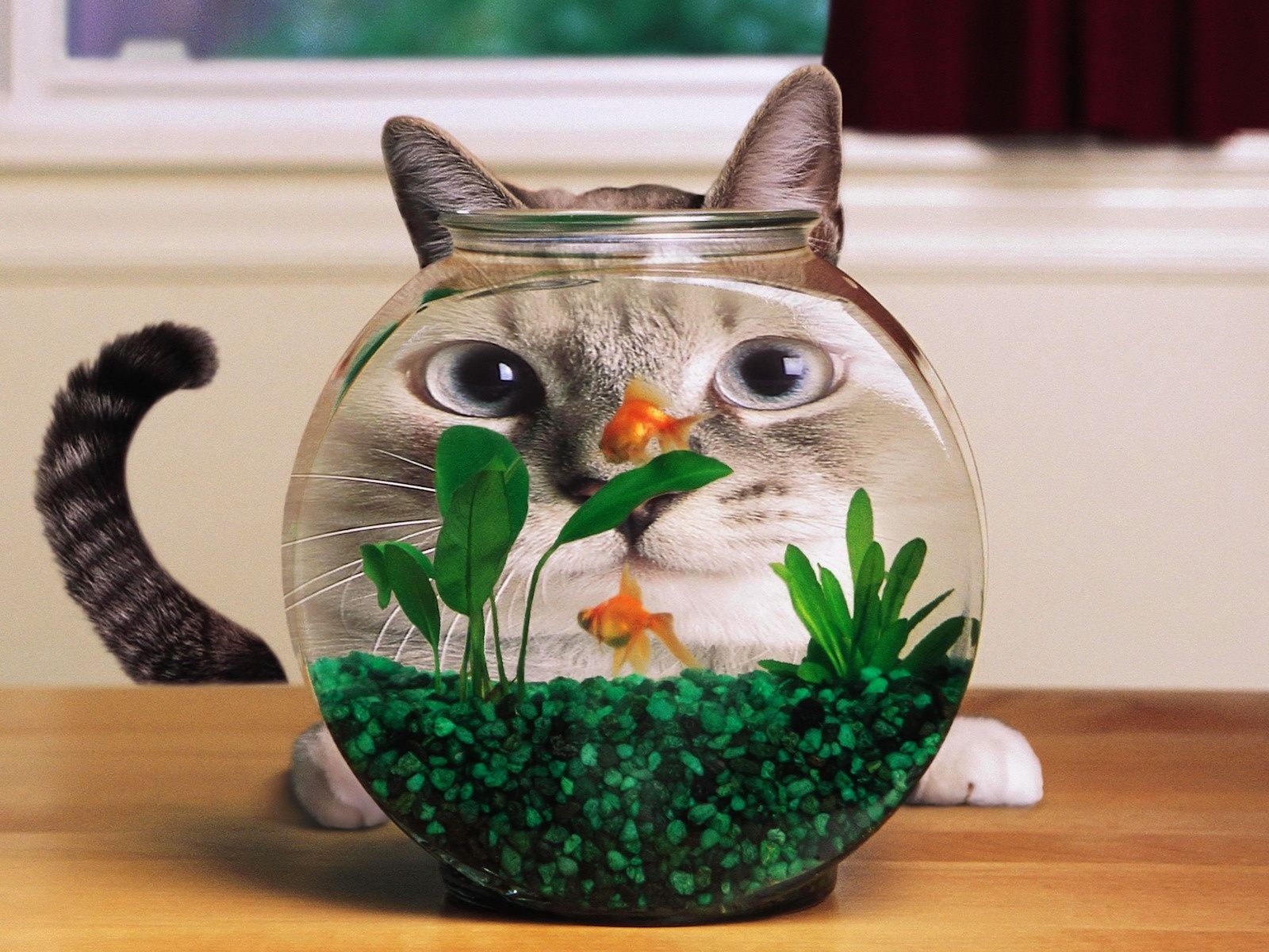 شكل قطة من وراء حوض السمك