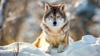 صورة جميلة لذئب يجلس بين الثلوج