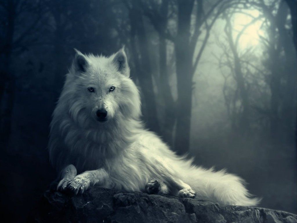 ذئب أبيض جالس بين أشجار الغابة