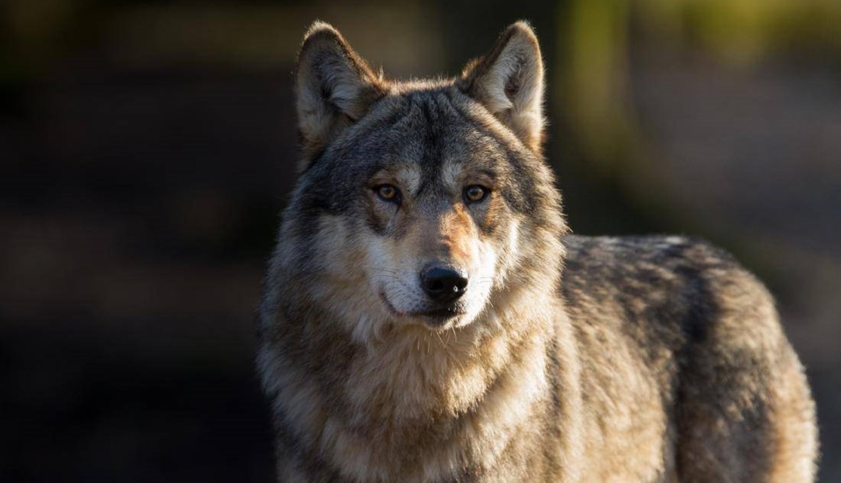 صورة جميلة لذئب بري