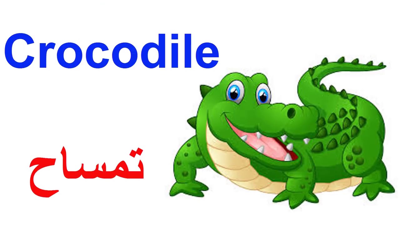 تمساح للأطفال مع اسمه بالعربي والإنجليزي