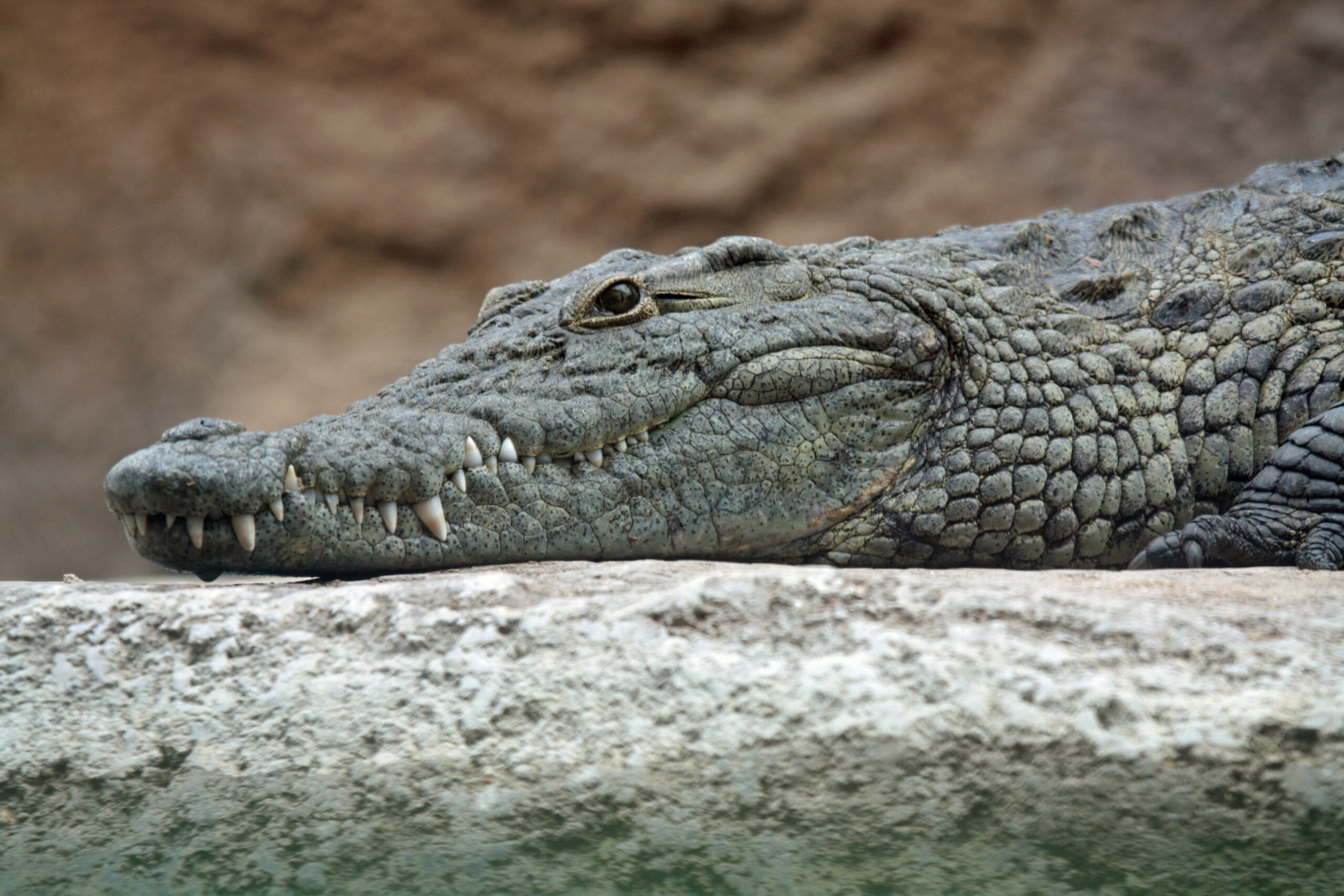 صورة تمساح رمادي جالس