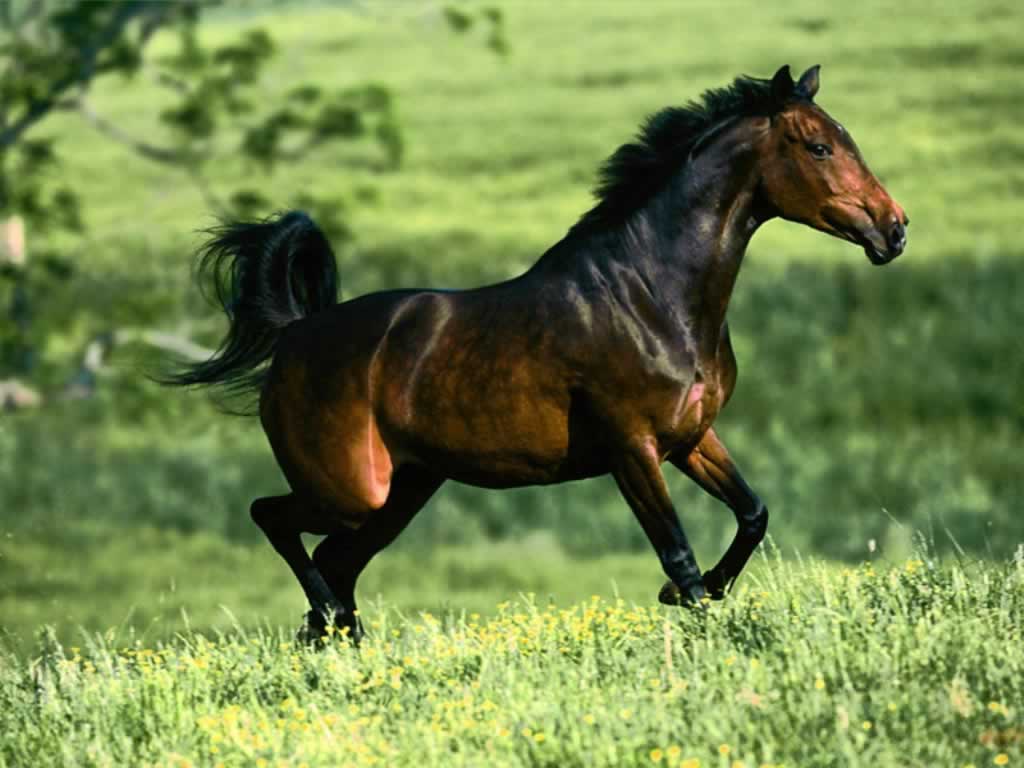 صورة حصان بني جميل يركض في الحديقة