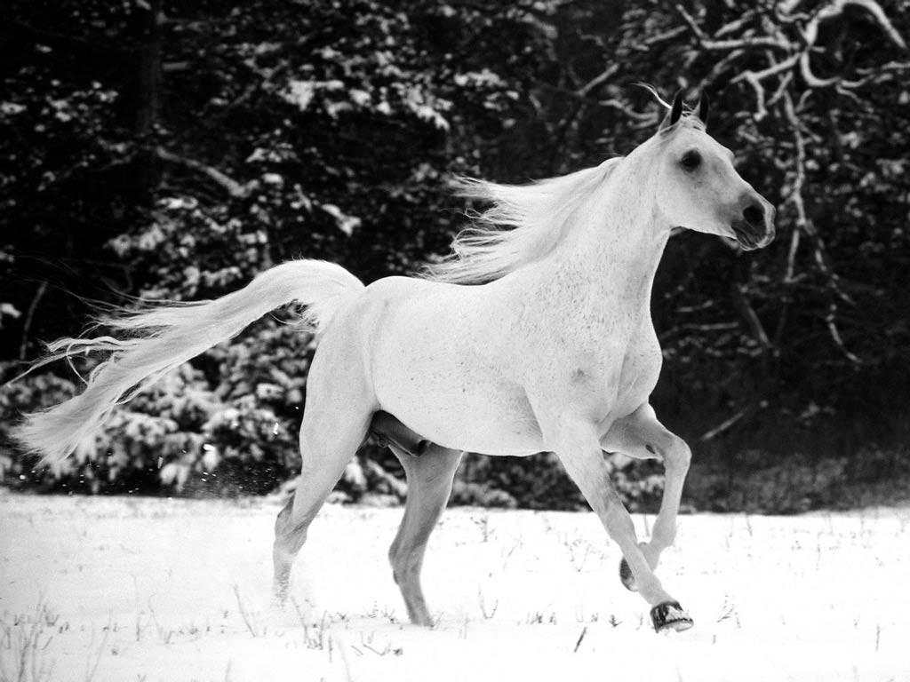 صورة حصان أبيض قوي يركض فوق الثلوج