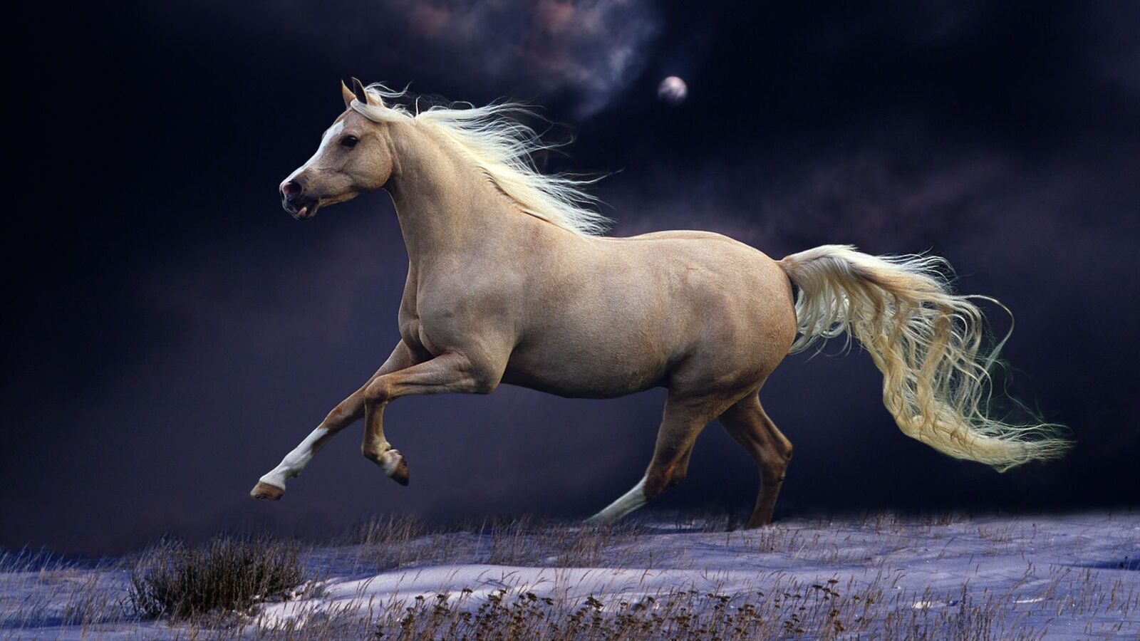 خلفية حصان يجري تحت ضوء القمر اللامع