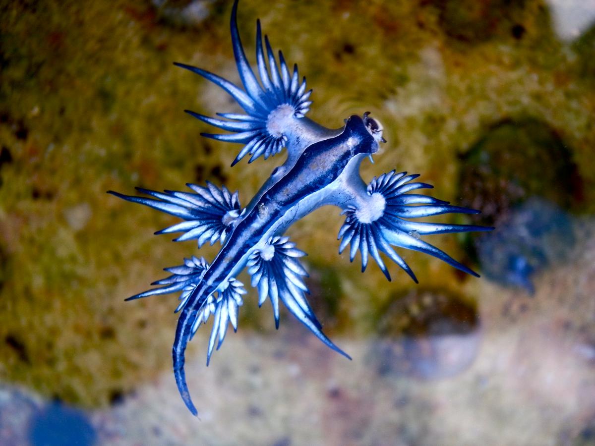 صورة لكائن أزرق غريب يطير