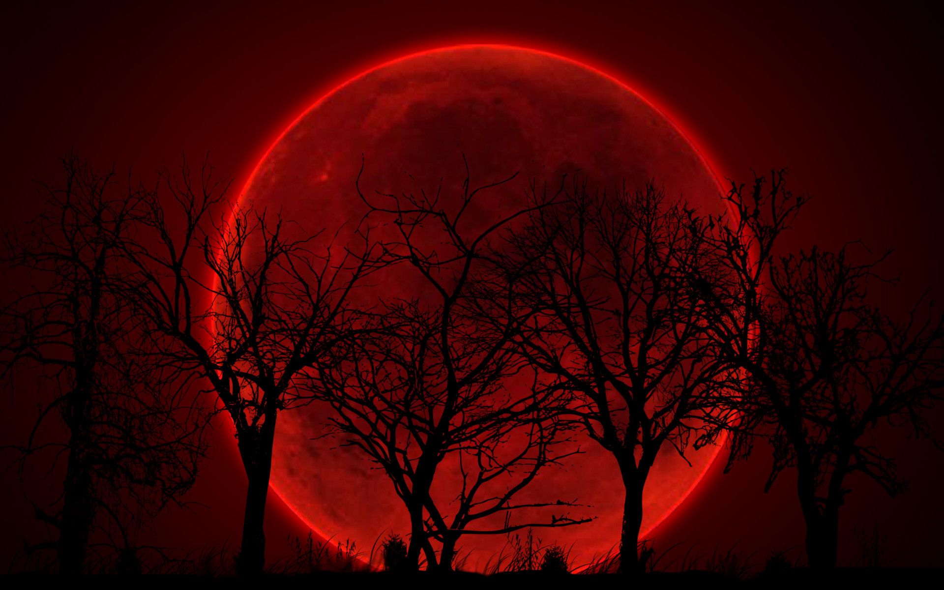 قمر أحمر مكتمل بين أغصان الأشجار