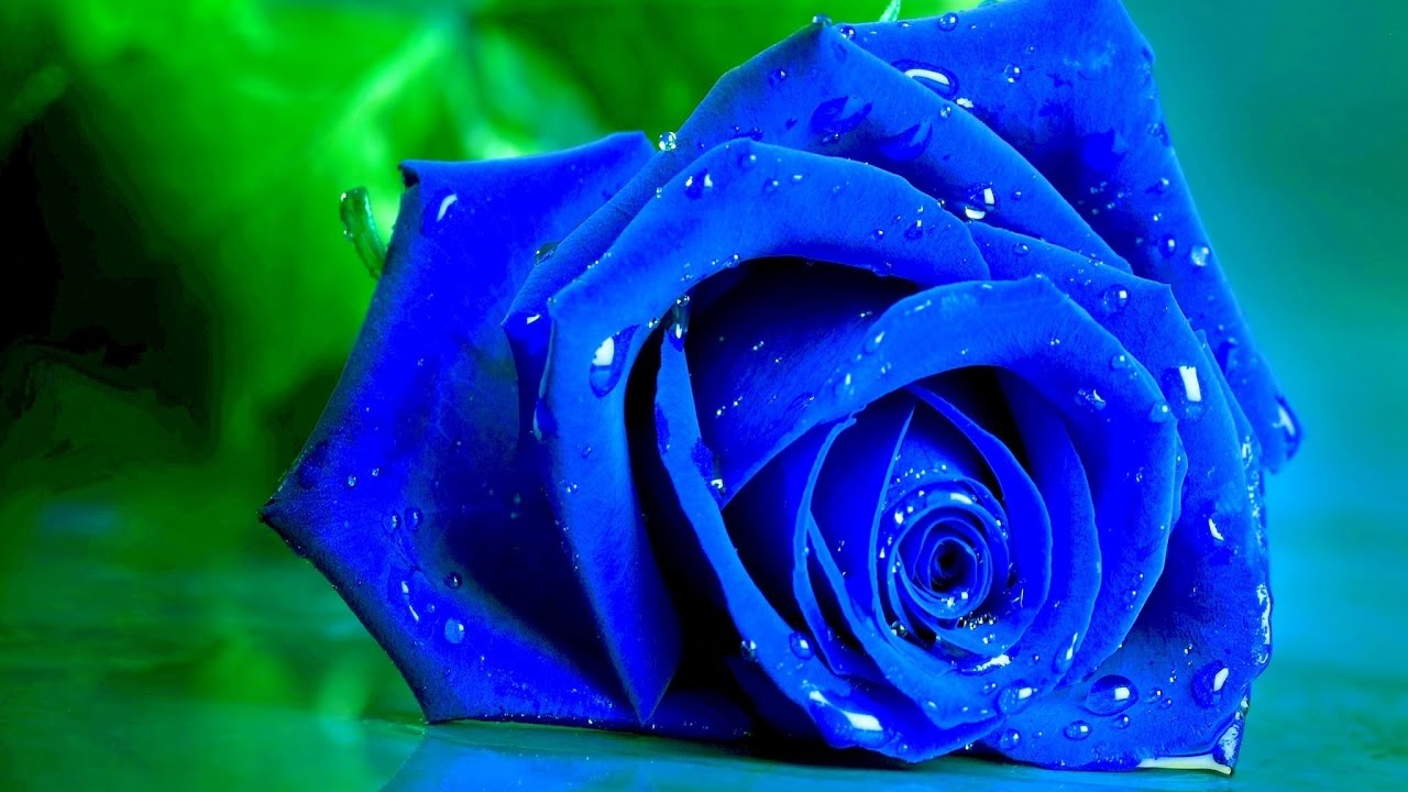 وردة زرقاء تتساقط عليها الماء