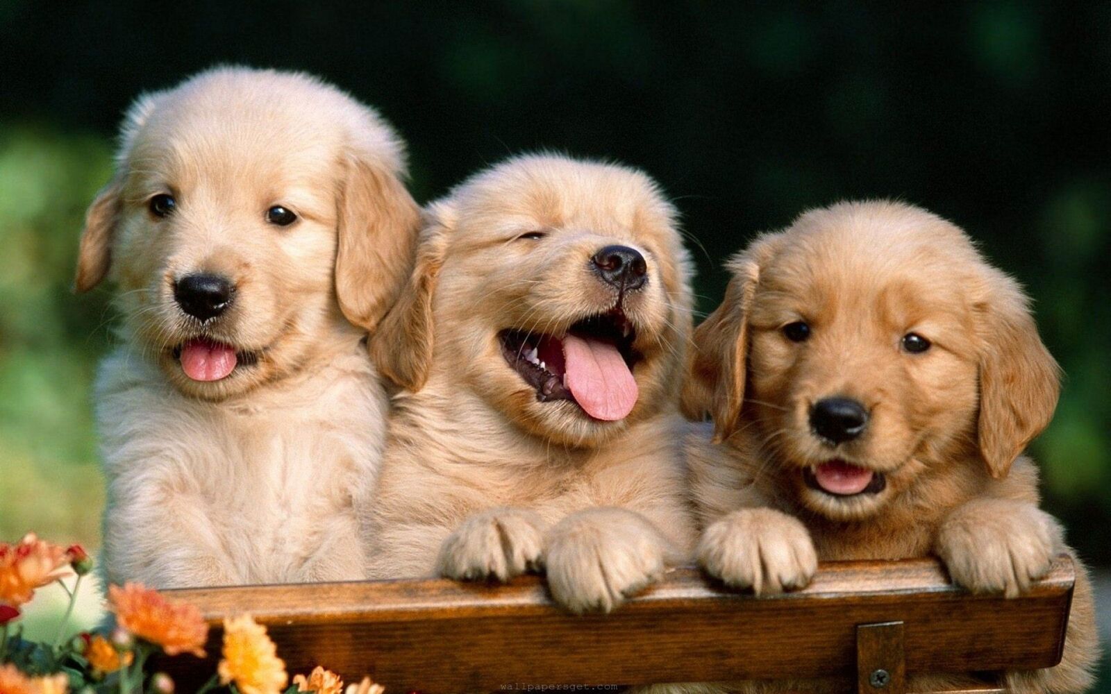 صورة لثلاثة كلاب صغار يضحكون