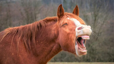 حصان يضحك بشدة